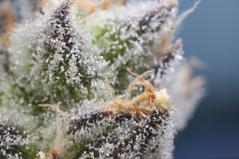 Trichomes