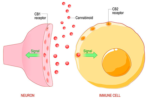 Endocannabinoid System